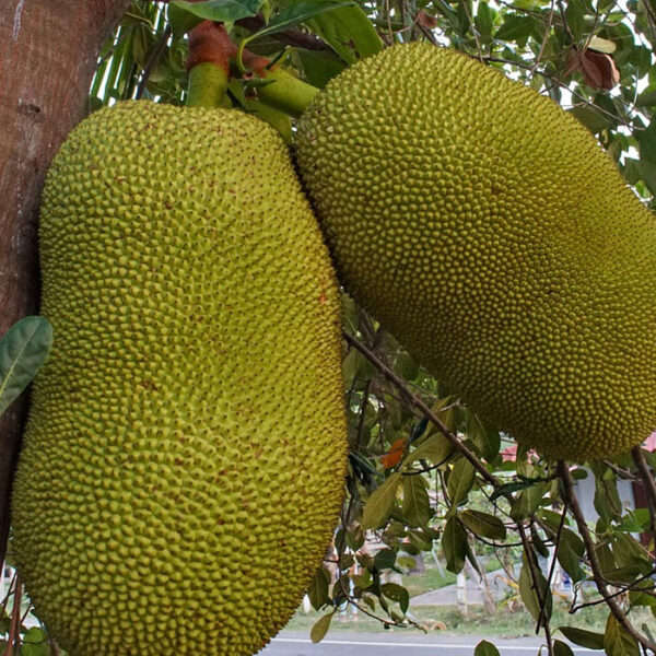 JACKFRUIT