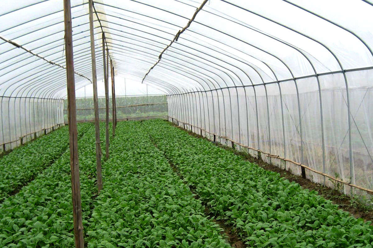 Anti Insects Nets for Agricultural Usages