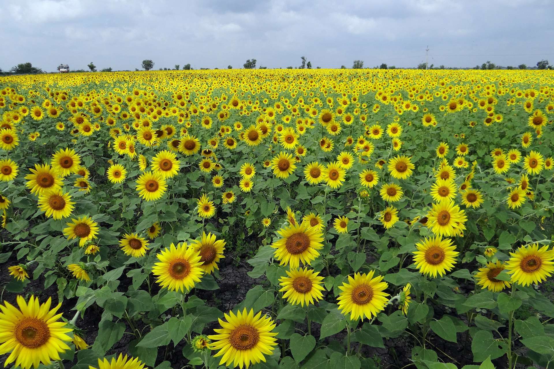 sunflower cultivation in india