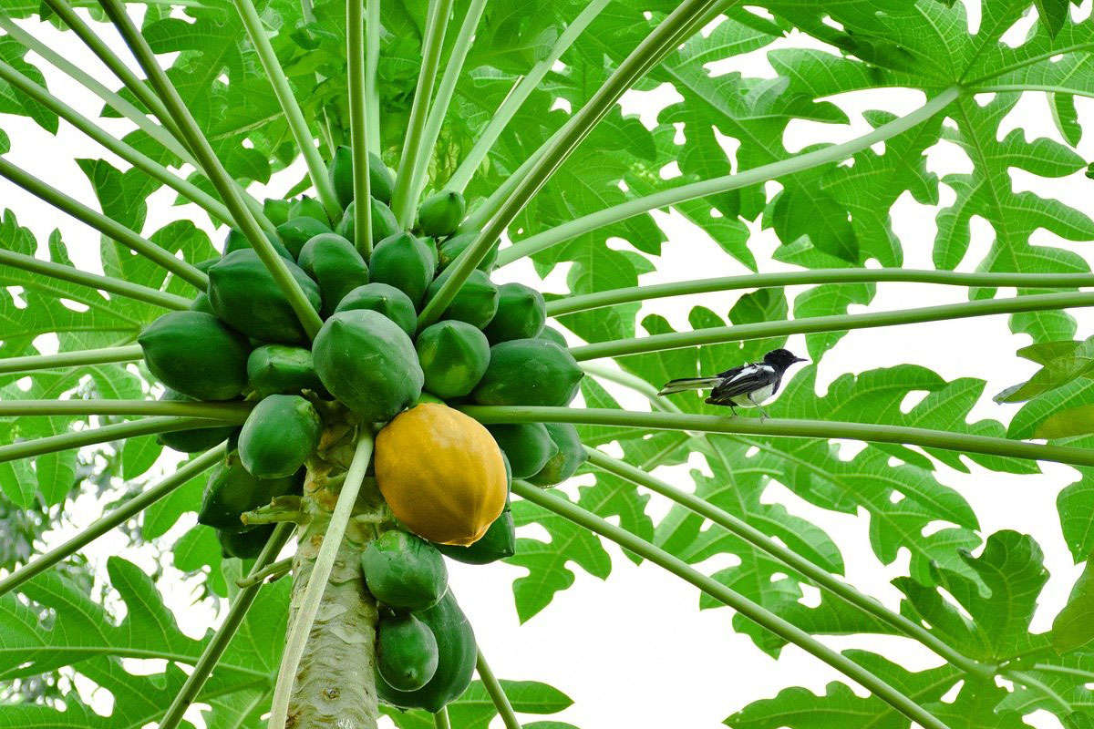 papaya tree