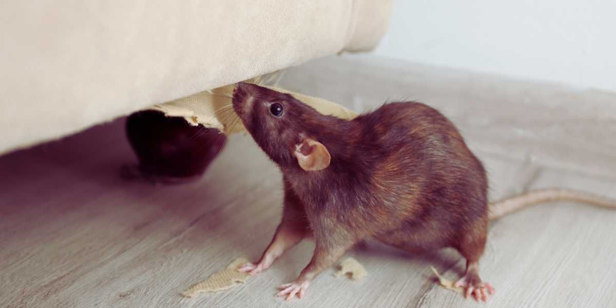Residential Pest Control in Ash, NC