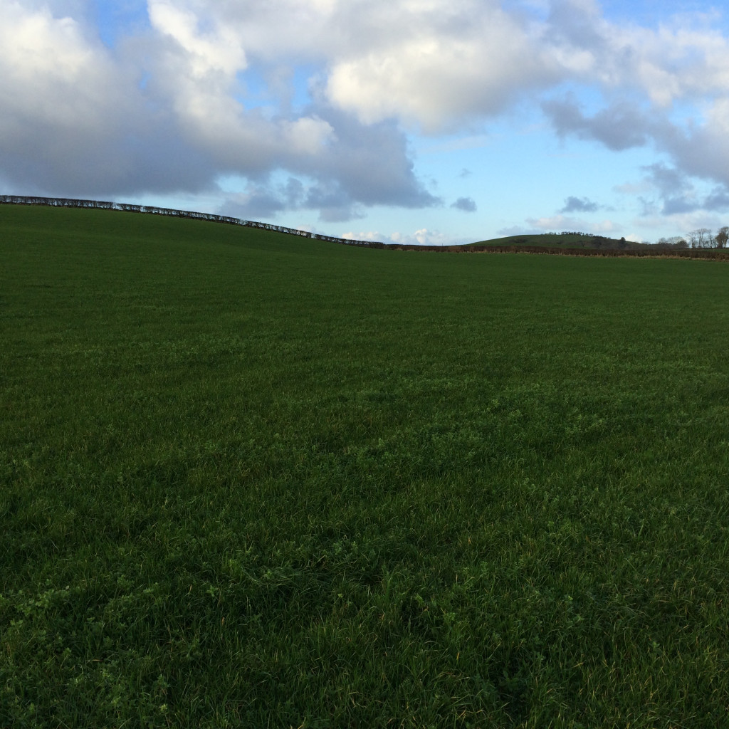 SIMPLE GUIDE FOR OVERSEEDING PASTURES