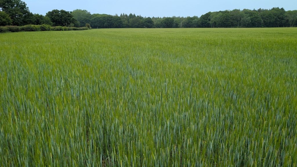 Spring Barley sown in March 2025. Picture taken early June 2025.