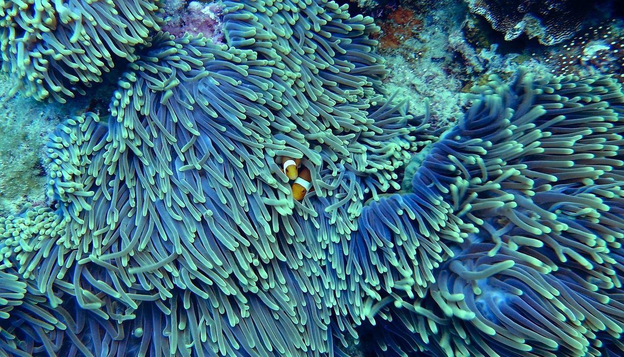 Ocean Life