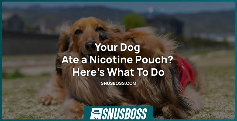 Your Dog Ate a Nicotine Pouch? Here’s What To Do