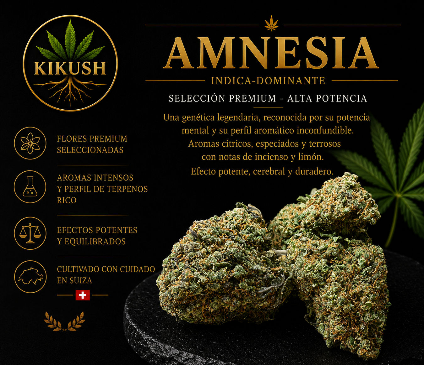 Amnesia 2.0 indoor