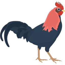 sabung ayam