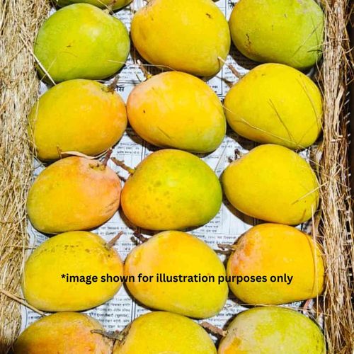 Alphonso Mangoes