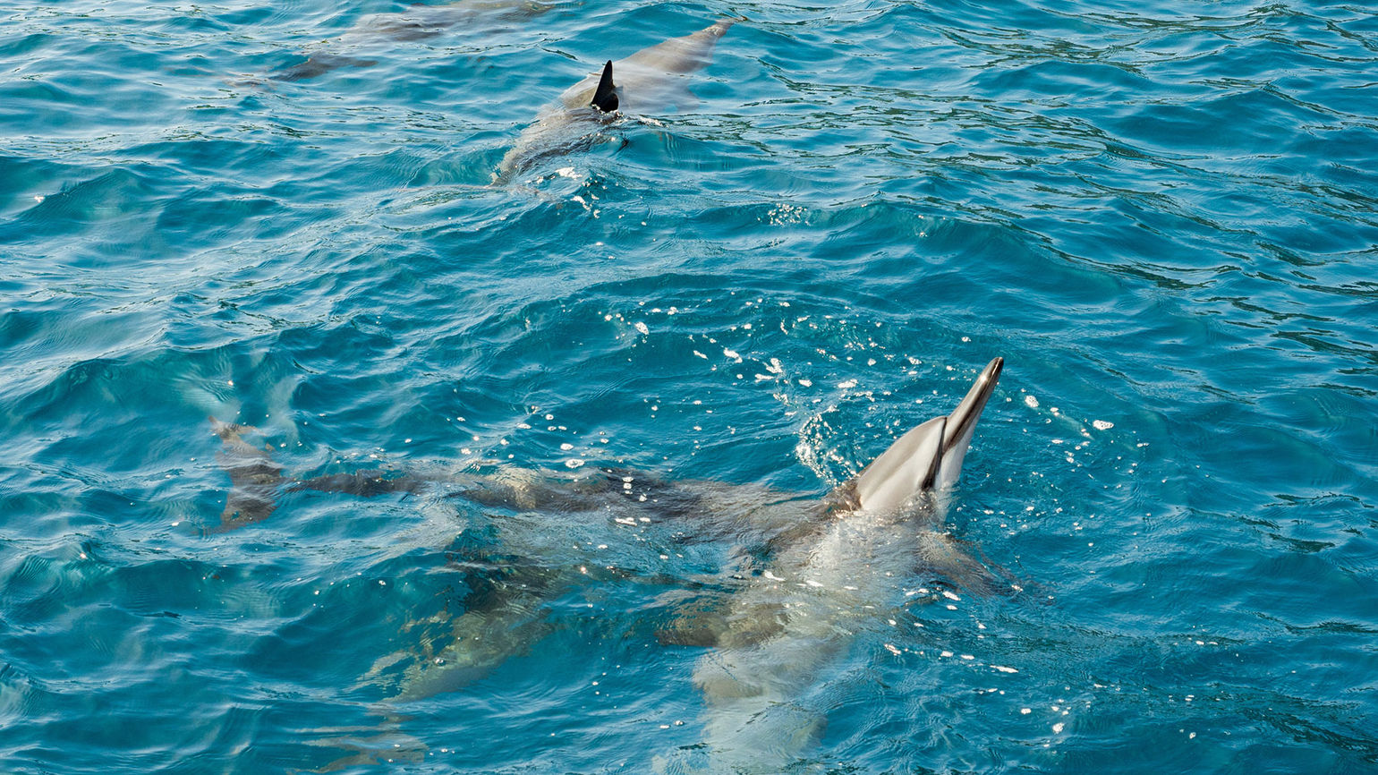 New ban on swimming with spinner dolphins impacts Hawaii operators