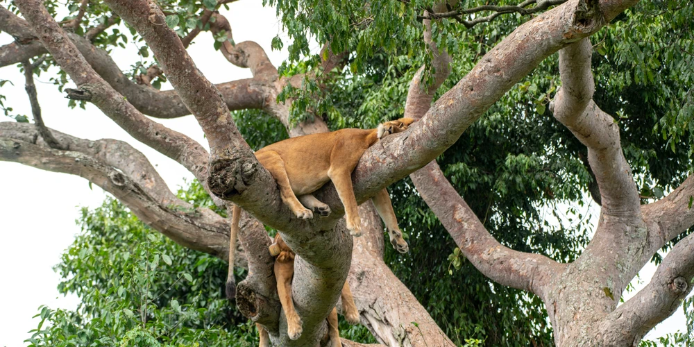 03 DAYS EXPLORING THE INCREDIBLE TREAURES OF QUEEN'S MAJESTIC PREDATORS AS THEY ROAM FREELY ON THE FIG TREES.