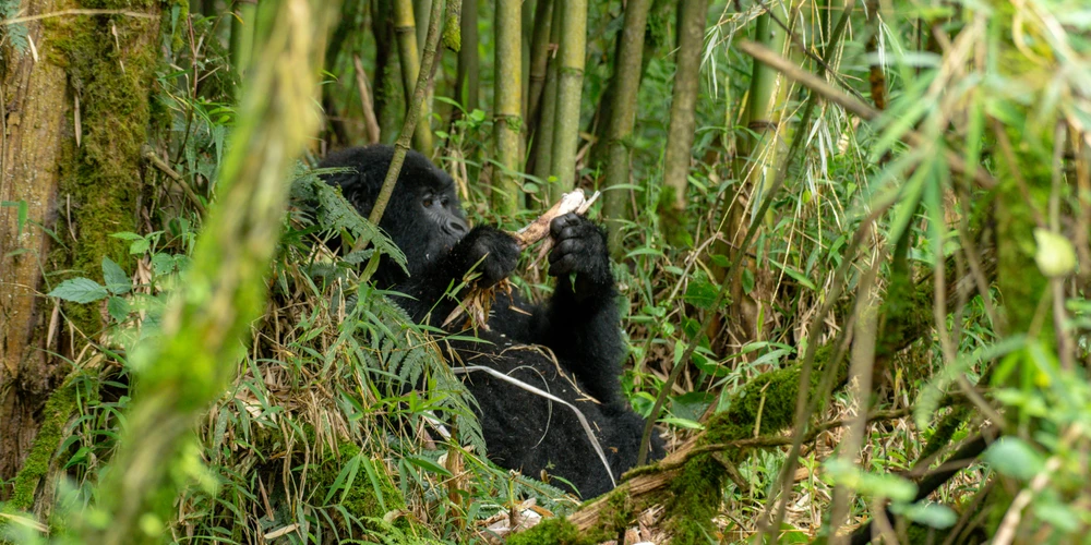 03 DAYS UGANDA GORILLA SAFARI A TRULY MAGICAL EXPERIENCE THAT WILL KEEP YOU UPSET ALL THE WAY AND FOREVER