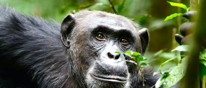 05 DAYS EXCLUSIVE CHIMPANZEE AND WILDLIFE SAFARI ADVENTURE