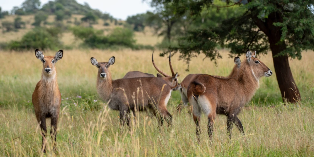 05 DAYS KIDEPO VALLEY AND MURCHISON FALLS WILDLIFE SAFARIS