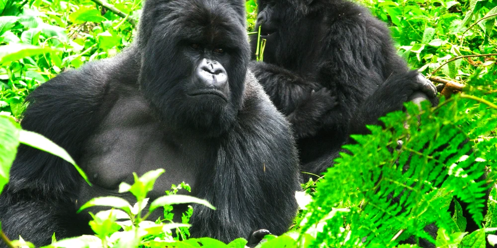 08 day Rwanda Gorilla Safari