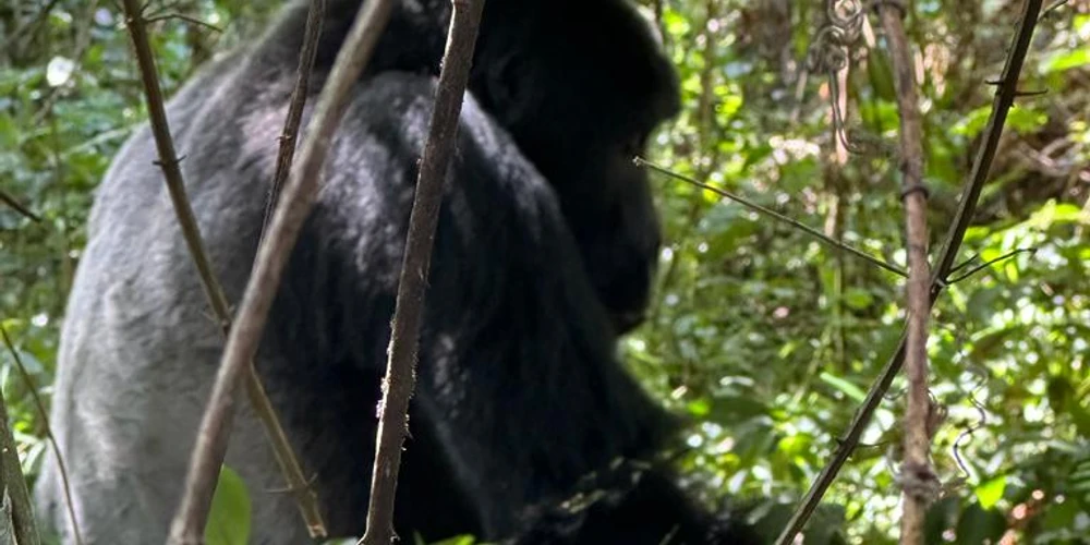 10 day Rwanda Primate Safari