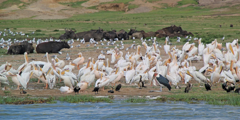 12 Days Best of Uganda Albertine Rift Birding Safari