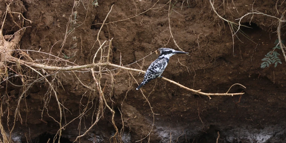 15 days Uganda Birding and wildlife Safari