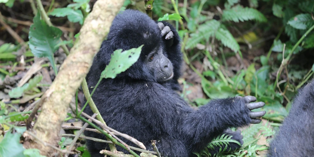 3 DAYS UGANDA GORILLA SAFARI