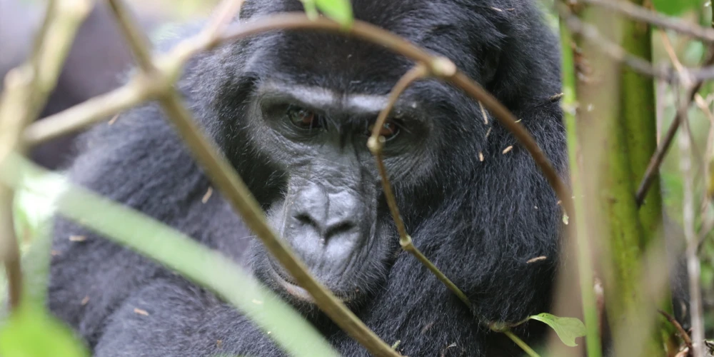 4 day Rwanda Gorilla Safari