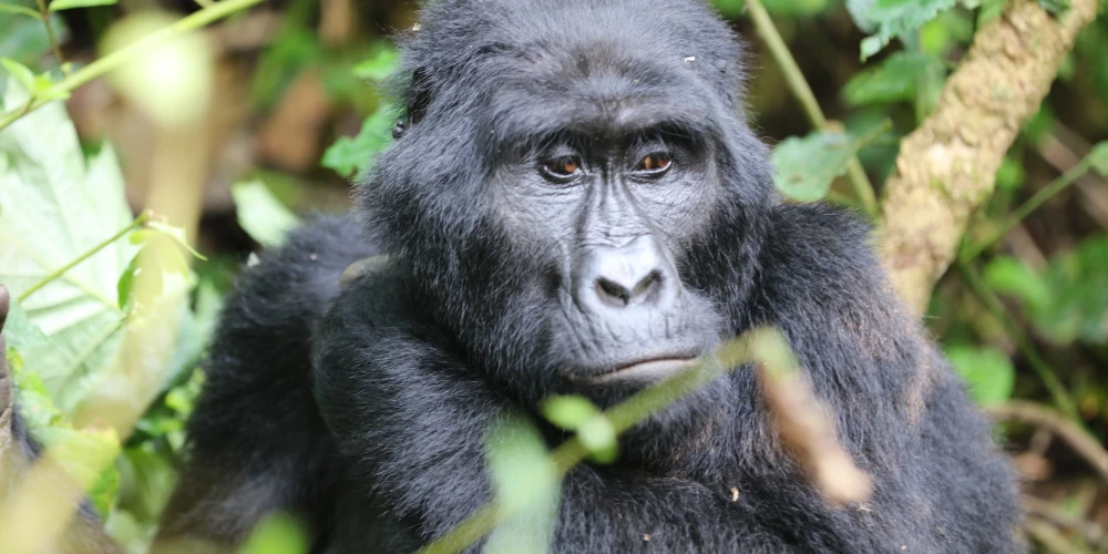 5 day Rwanda Gorilla Safari