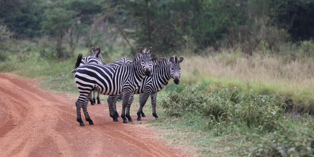 5 Day the Big Five Safari in Northern Tanzania