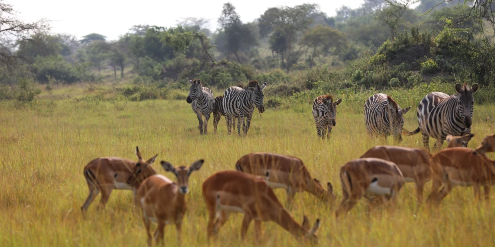 5 Days Selous and Ruaha National Parks Safari