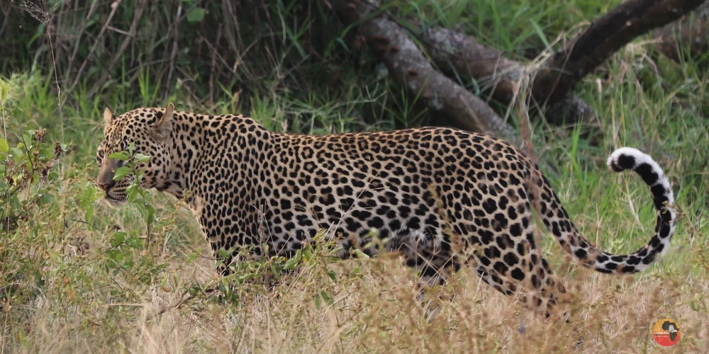 6 Days Tanzania Great Wildebeest Migration Safari in Southern Serengeti Ndutu Area