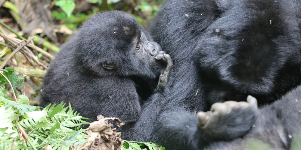 6 DAYS UGANDA GORILLA SAFARIS