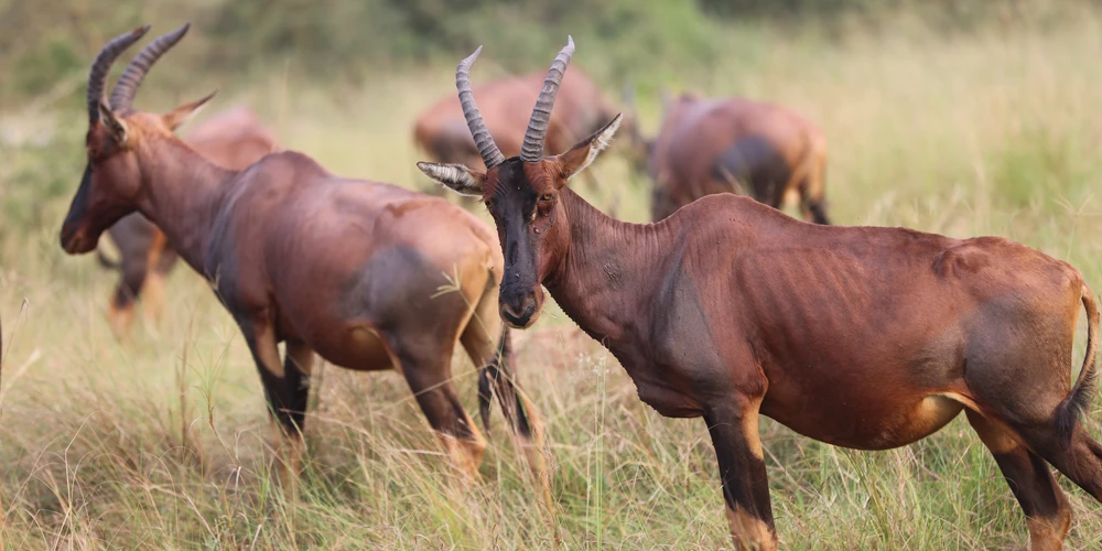 7 days 6 nights safari tomikumi ruaha national park and selous game reserve