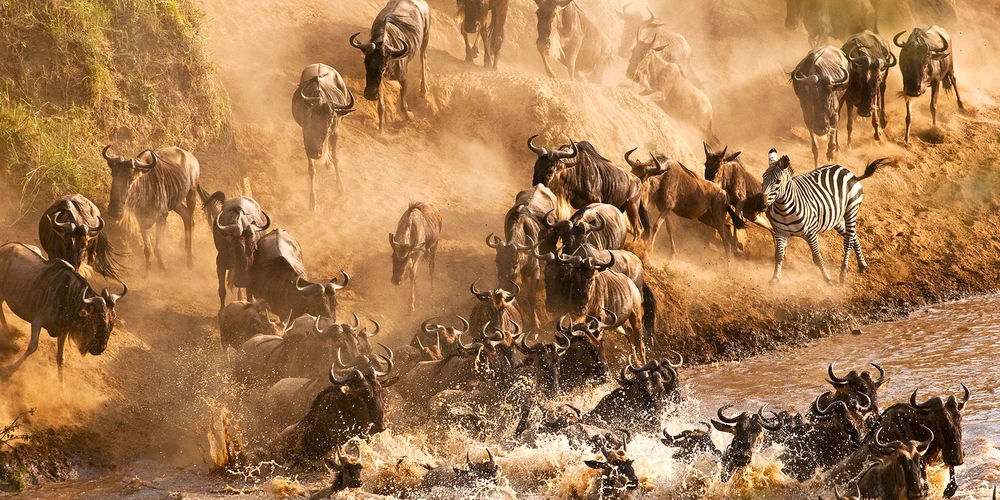 9 Days Wildebeest Crossing the Mara River Special Safari