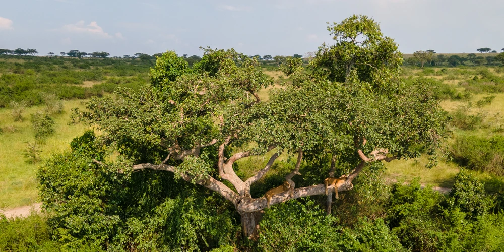 03 DAYS EXPLORING THE INCREDIBLE TREAURES OF QUEEN'S MAJESTIC PREDATORS AS THEY ROAM FREELY ON THE FIG TREES.