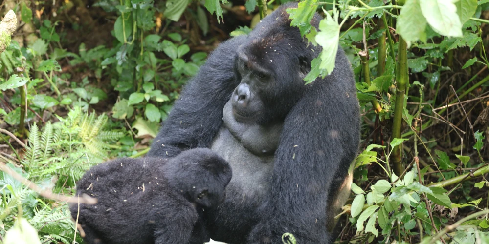 UGANDA GORILLA SAFARIS 6 DAYS