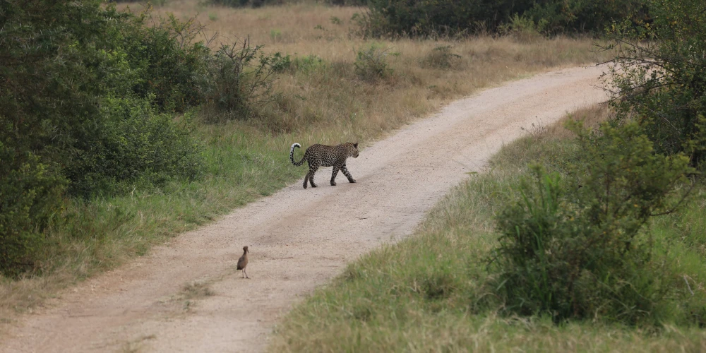 UGANDA SAFARI 18 DAY