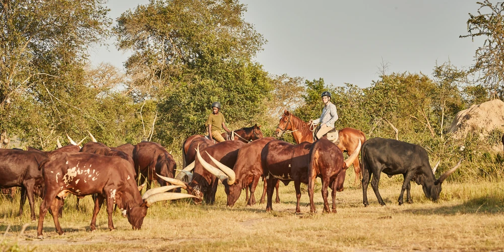 WESTERN UGANDA SAFARI 8 DAYS