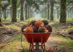 Palm Oil Image