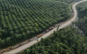 Palm Oil Image