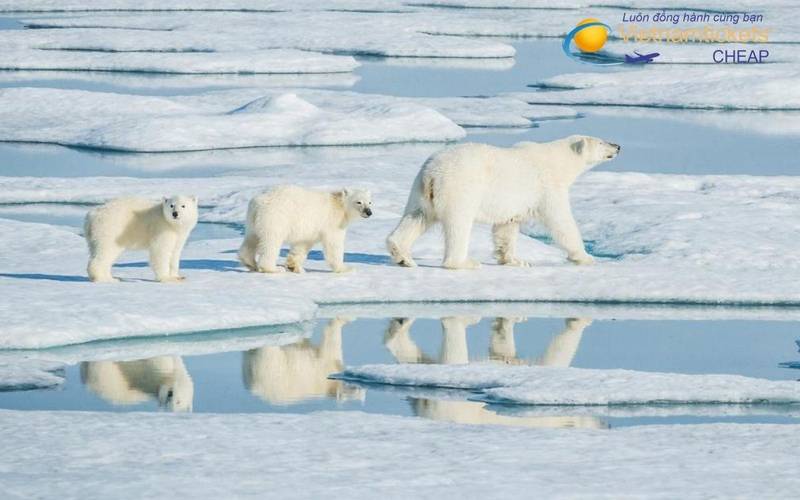 Giá vé máy bay đi Arctic