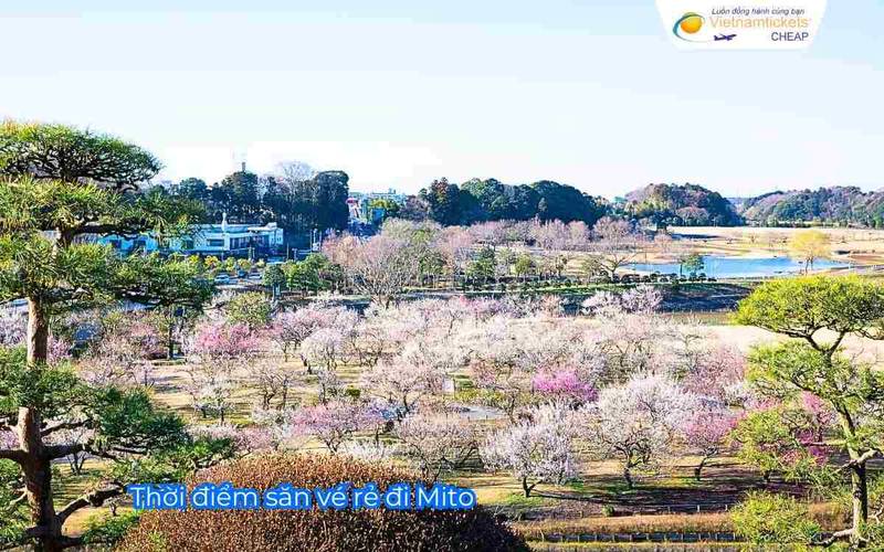 Thời điểm săn vé rẻ đi Mito