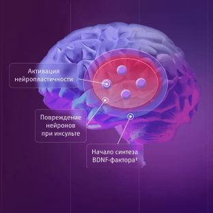 Видеоэксперимент: ацетилхолин при инсульте