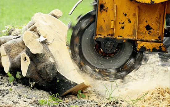 Professional stump grinding service