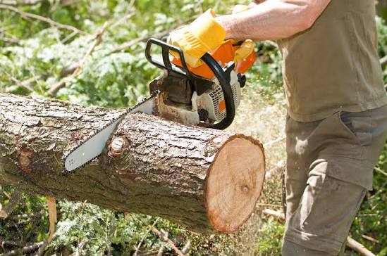 Professional tree removal by A Blessing Tree Service and Hauling