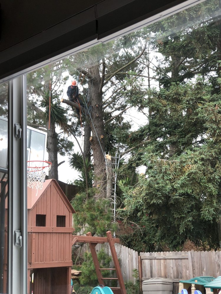Defensible space and vegetation clearing services