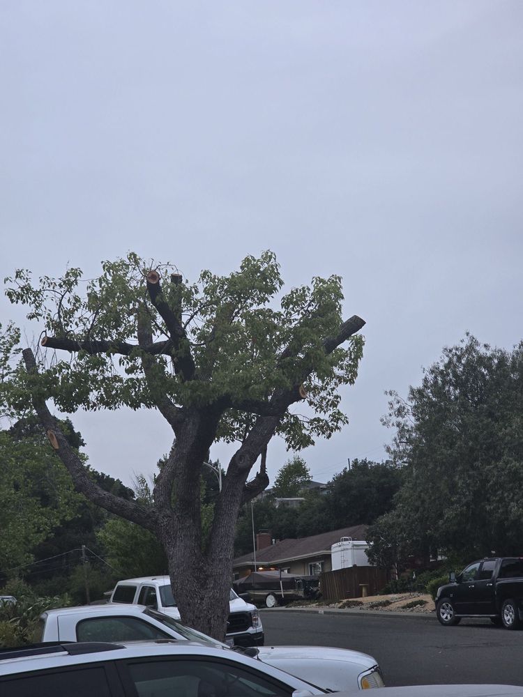 Tree topping shaping and pruning services