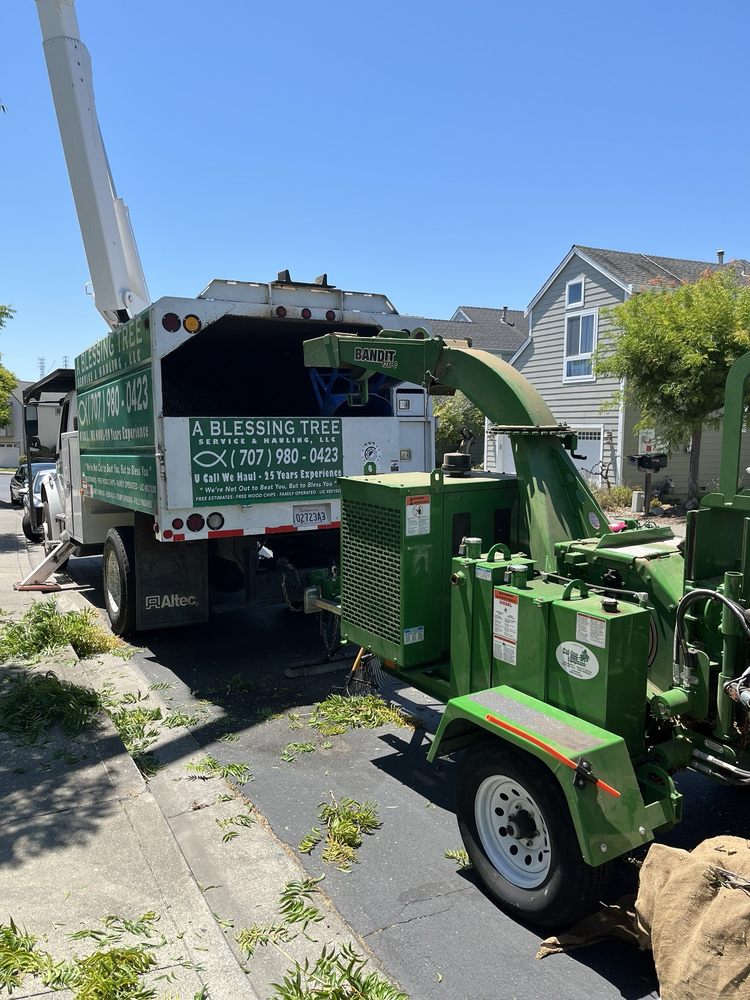 A Blessing Tree Service professional tree care work