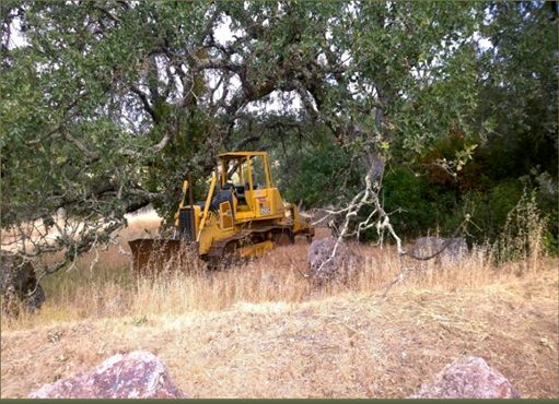 Pascale Place Napa bulldozer clearing oak trees