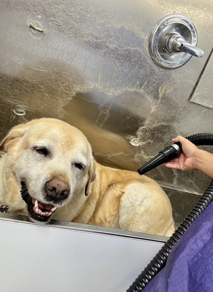 Professionally groomed dog after receiving a full body hair cut