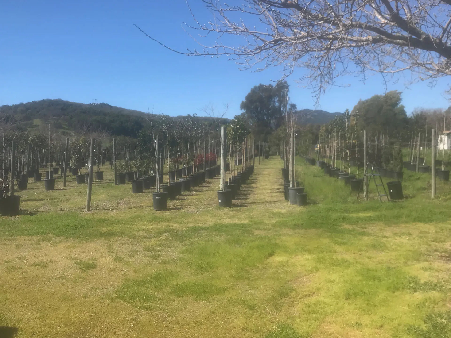 Quality plants available at Green Point Nursery in Novato