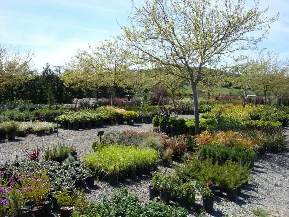 Greenpoint Nursery plants and nursery grounds in Marin County