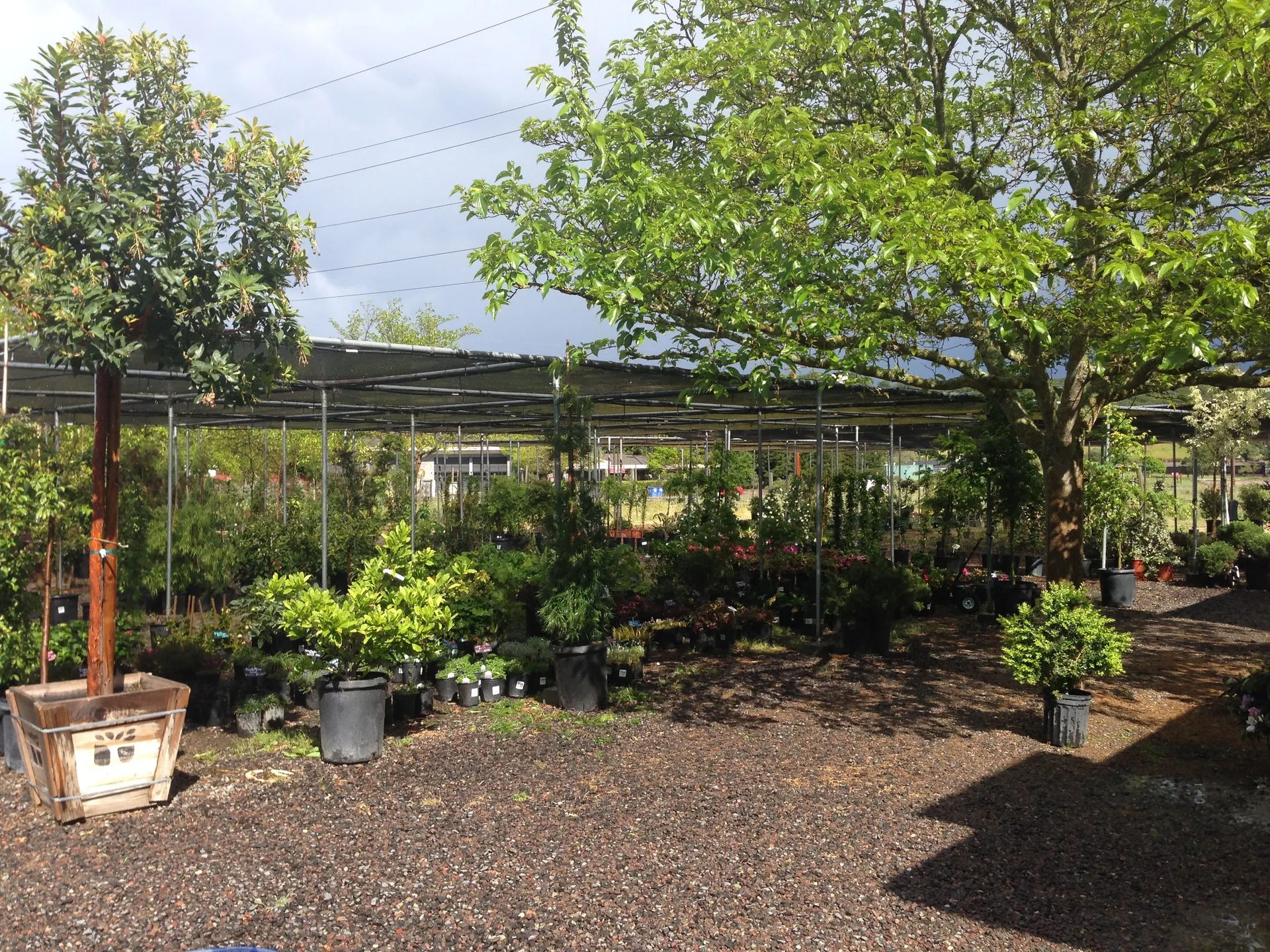 Green Point Nursery shade house and plant selection in Novato California