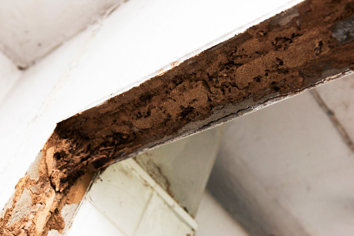 Rot repair and carpentry services